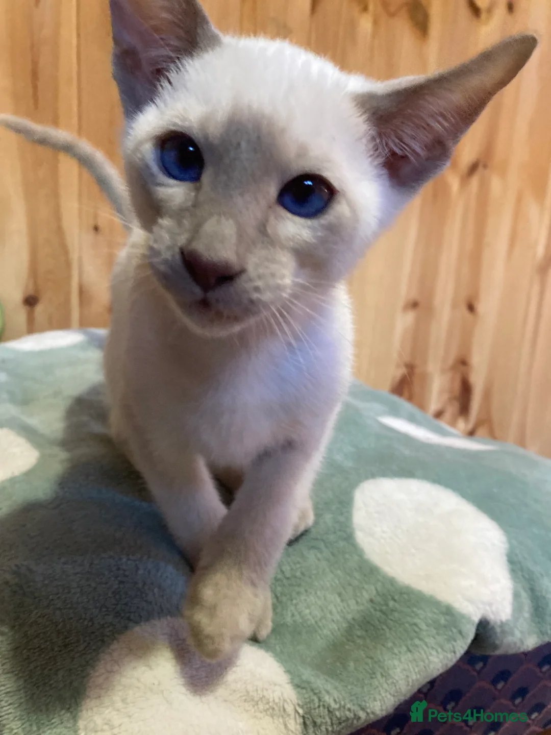 Oriental cats for sale: Oriental boy kittens - Advert 1