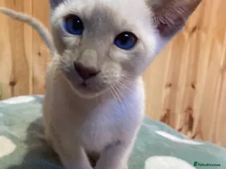 Oriental cats Oriental boy kittens - Advert 2