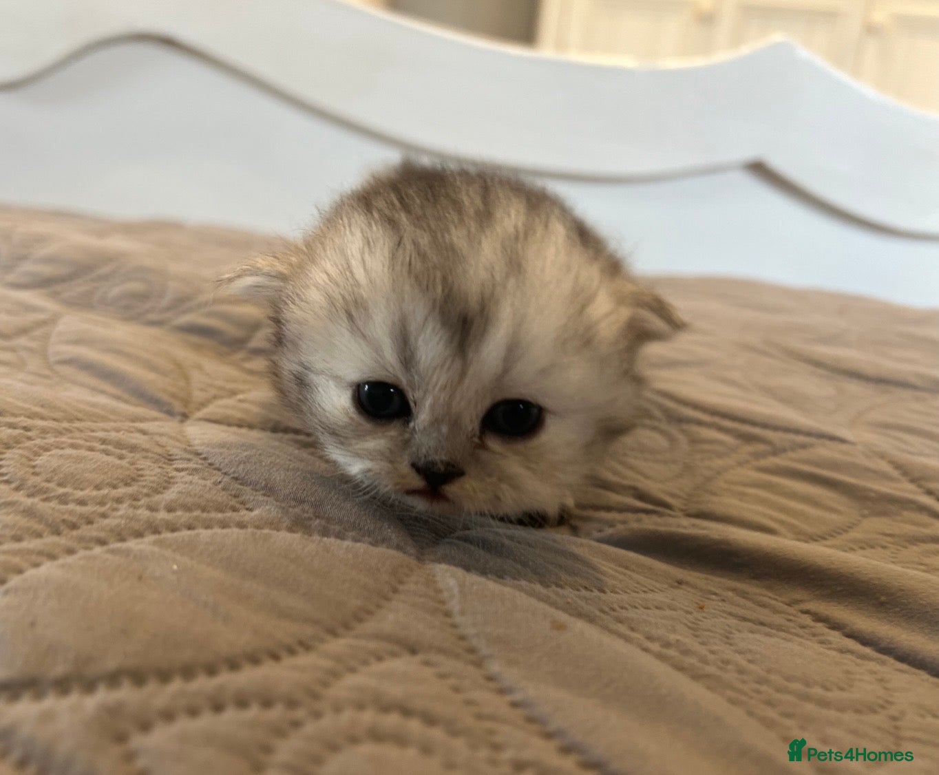 Persian cats **Last One** Gorgeous litter of persian kittens - Advert 1