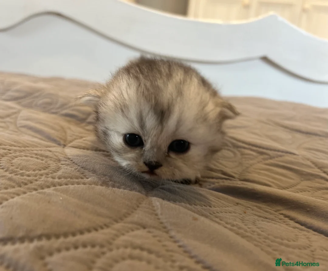 Persian cats for sale: **Last One** Gorgeous litter of persian kittens - Advert 1