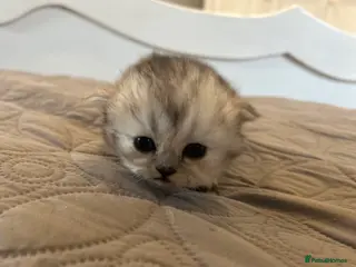 Persian cats **Last One** Gorgeous litter of persian kittens - Advert 16