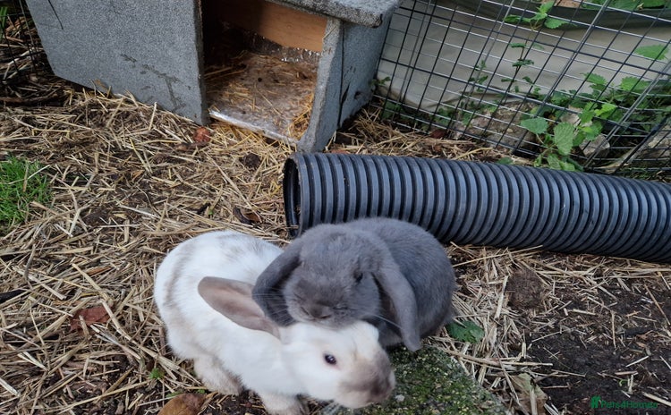 Mini Lop rabbits - Advert 13