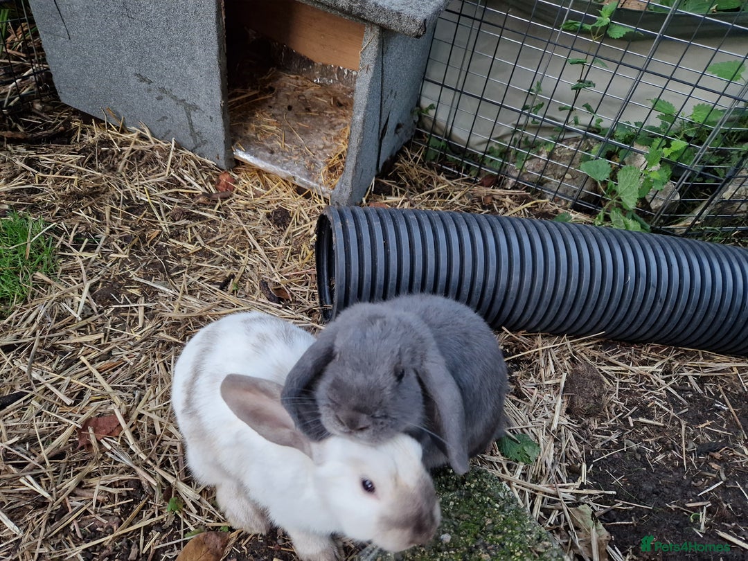 Mini Lop rabbits for sale: Bonded pair of cute friendly young mini lop boys - Image 3