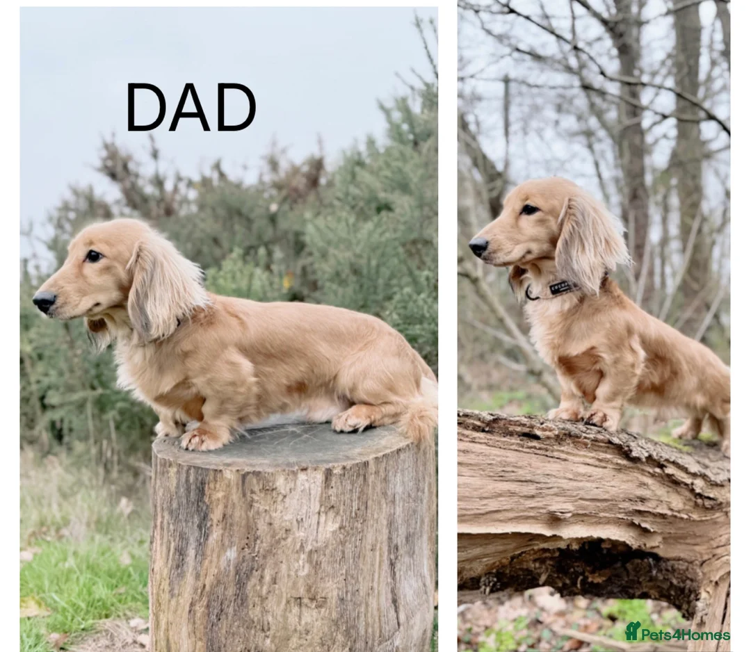 Miniature Dachshund dogs for sale: Miniature long haired dachshund puppies - Advert 22