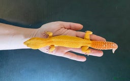 Leopard Gecko reptiles for sale: 2024 super sonic rainwater male leopard gecko - Image 3