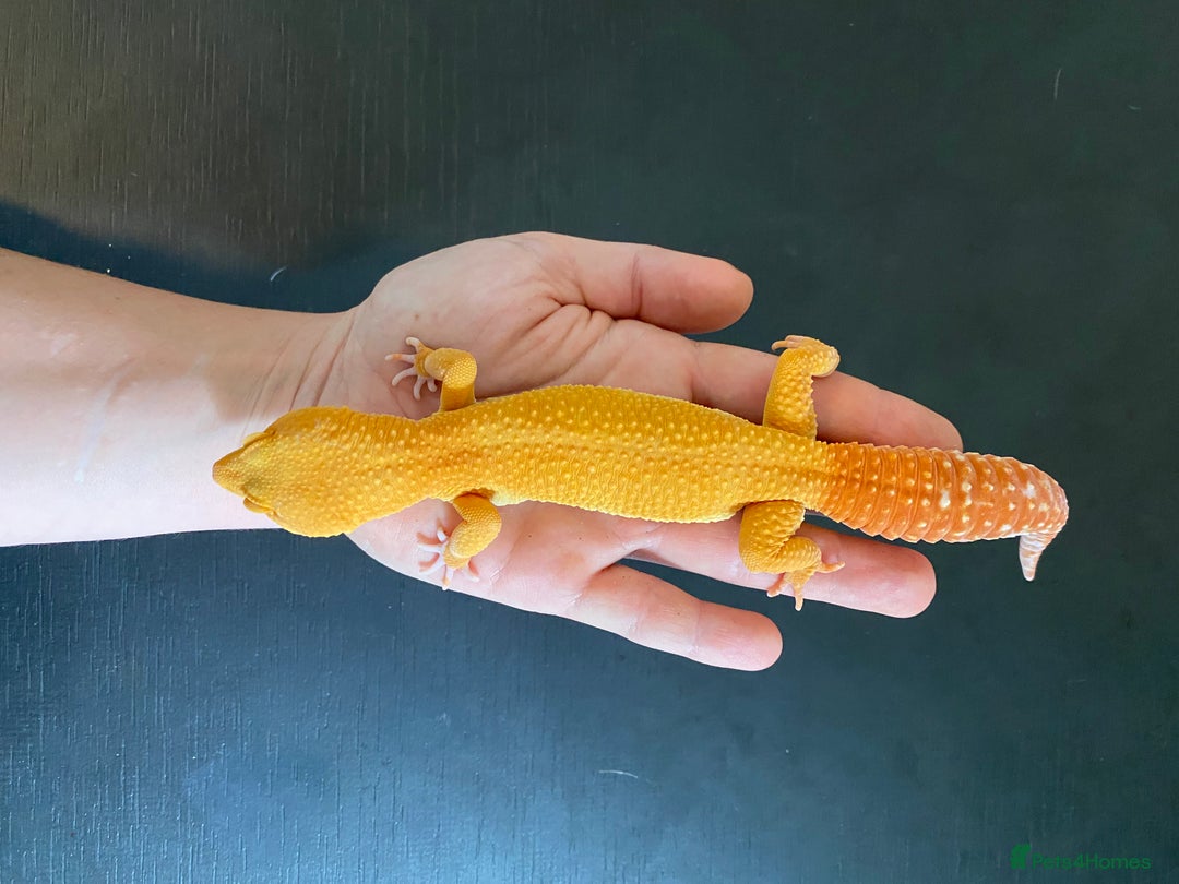 Leopard Gecko reptiles for sale: 2024 super sonic rainwater male leopard gecko - Image 3