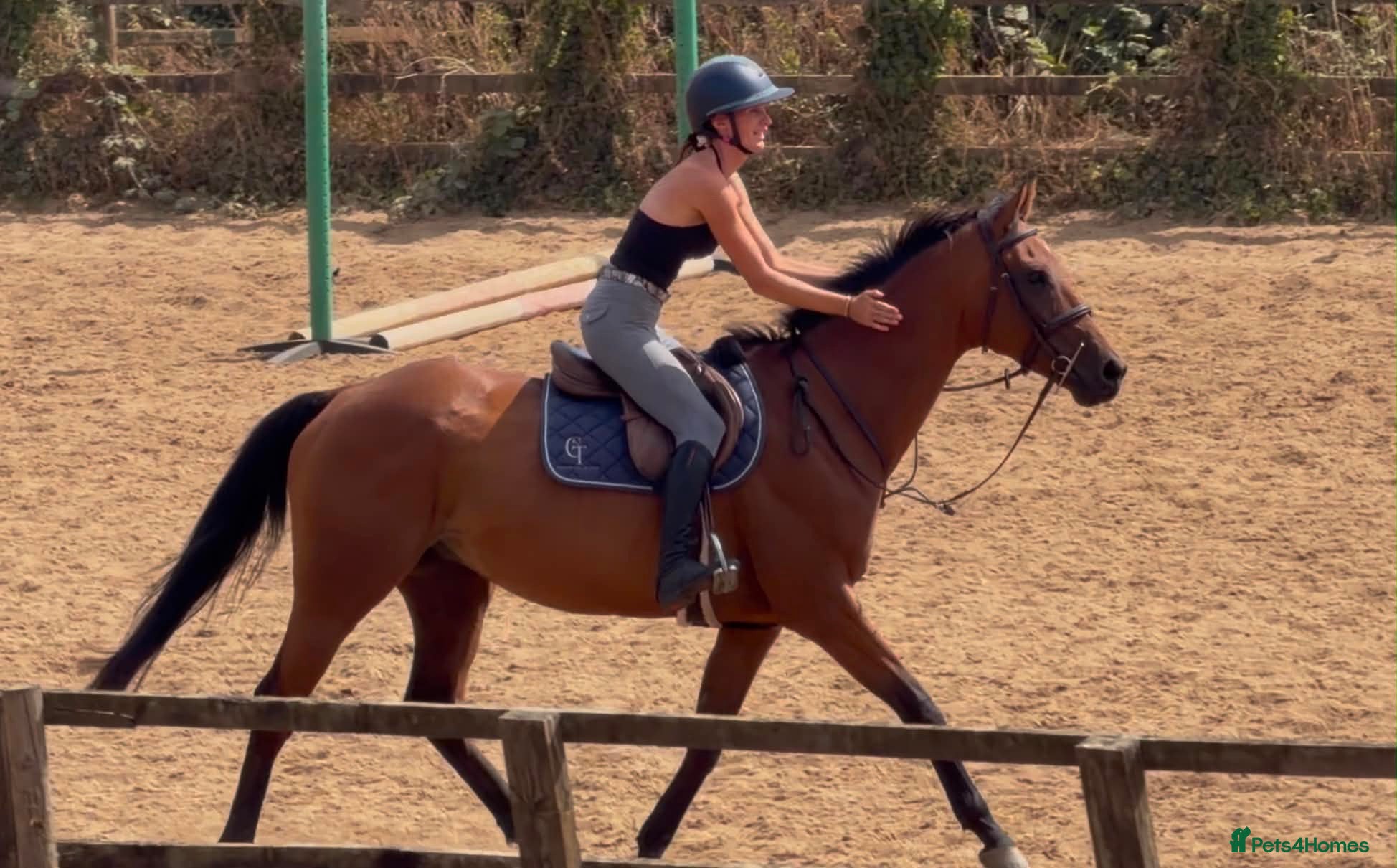 English Thoroughbred horses Ryder - The coolest boy in camp ❤️ - Advert 1