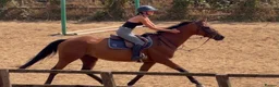 English Thoroughbred horses for sale: Ryder - The coolest boy in camp ❤️ - Advert 1