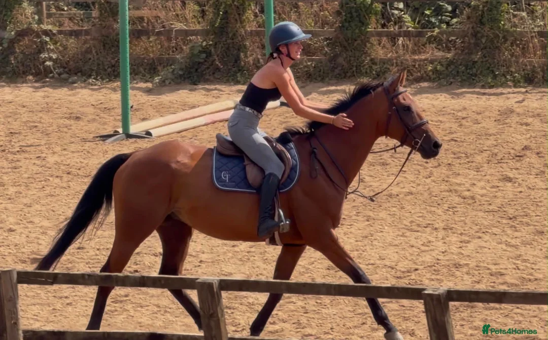 English Thoroughbred horses for sale: Ryder - The coolest boy in camp ❤️ - Advert 1