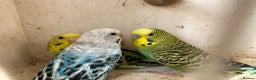 Budgerigars birds for sale: Budgies for sale, cages available, in good health - Advert 8