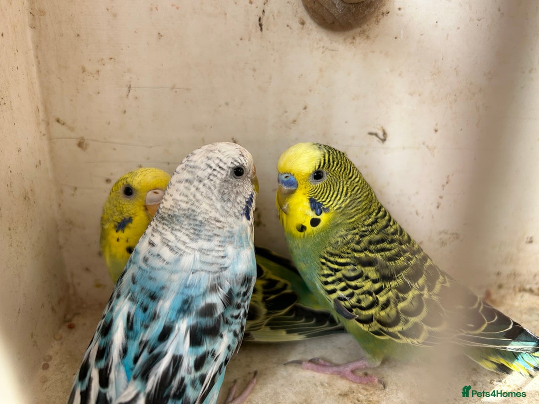 Budgerigars birds for sale: Budgies for sale, all in good health - Image 2