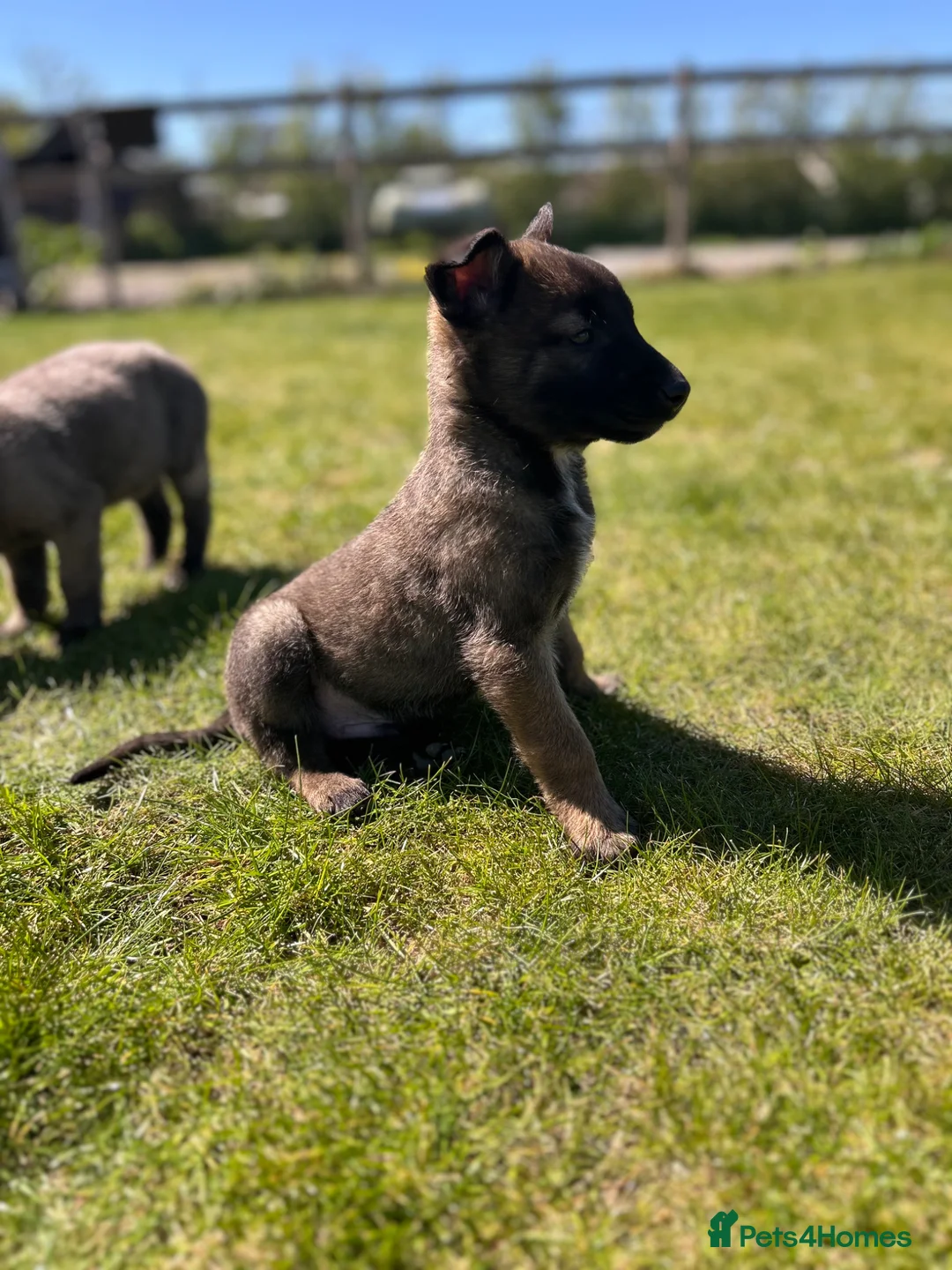 Mixed Breed dogs for sale: Mali x Shepherd puppies. 4 boys & 1 girl.  in Southam - Advert 24