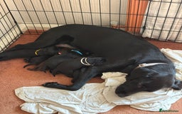 Labrador Retriever dogs for sale: Chunky Black Labrador puppies  - Image 3