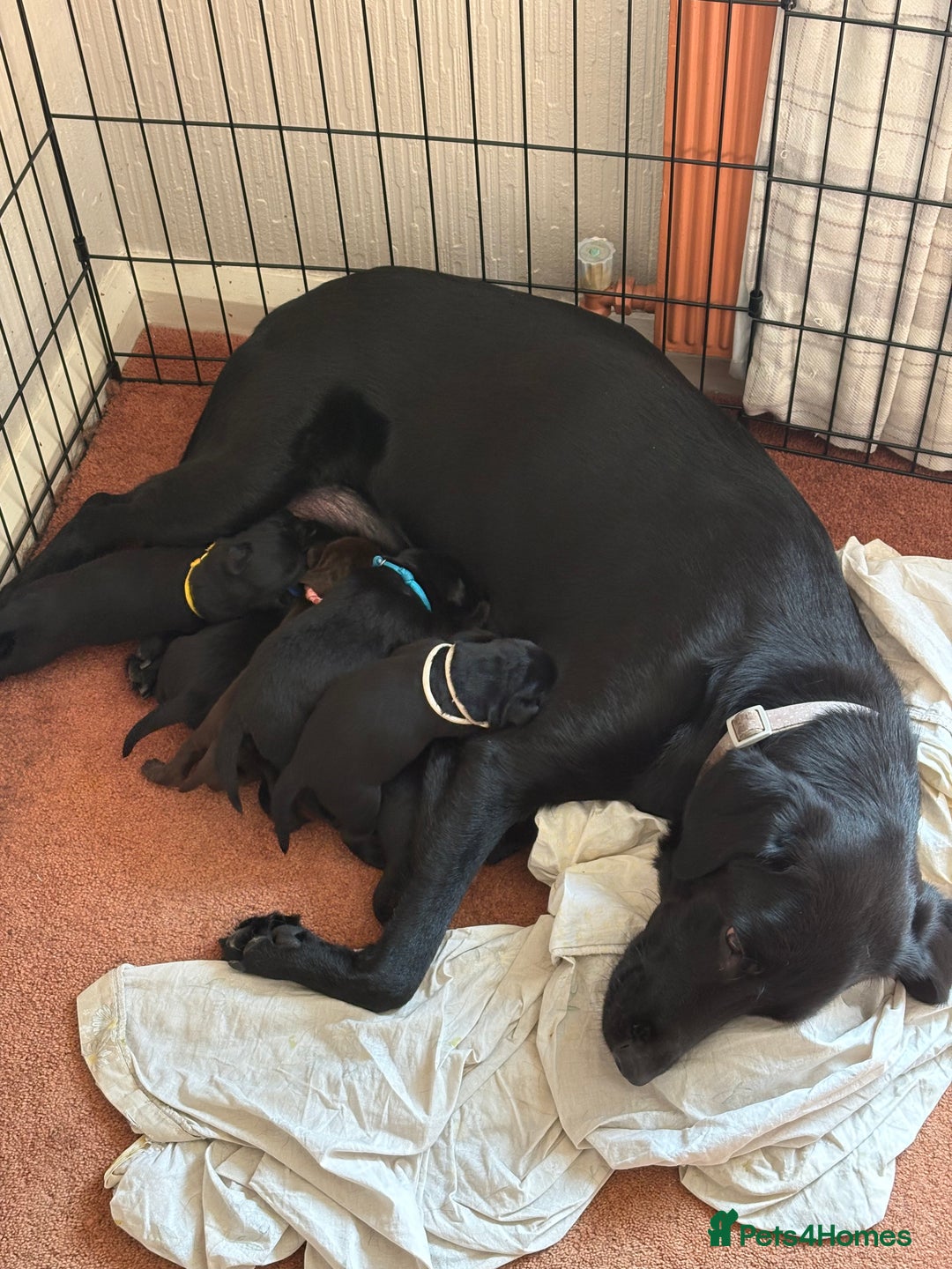 Labrador Retriever dogs for sale: Chunky Black Labrador puppies  - Image 3