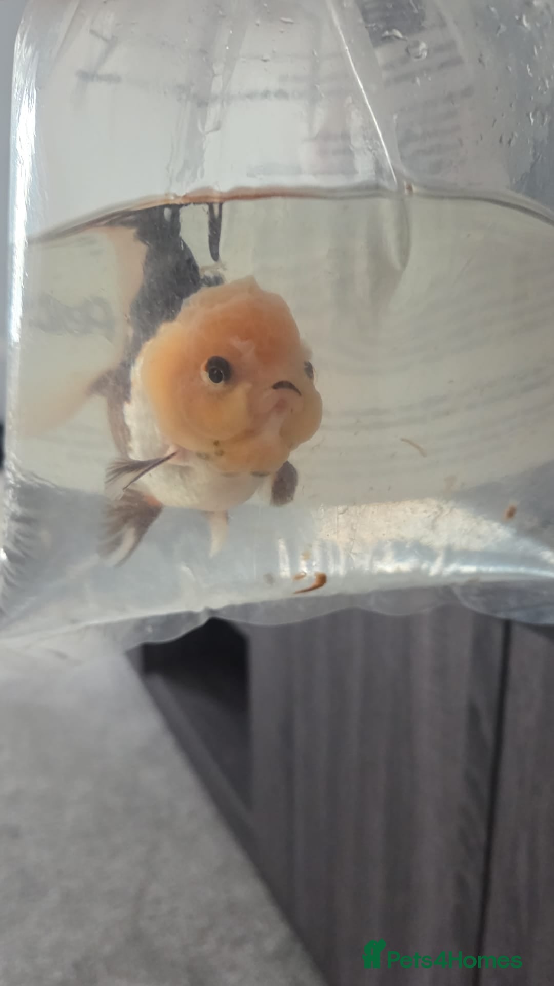 Goldfish fish 2 panda goldf8sh - Advert 1