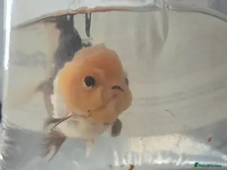 Goldfish fish 2 panda goldf8sh - Advert 1