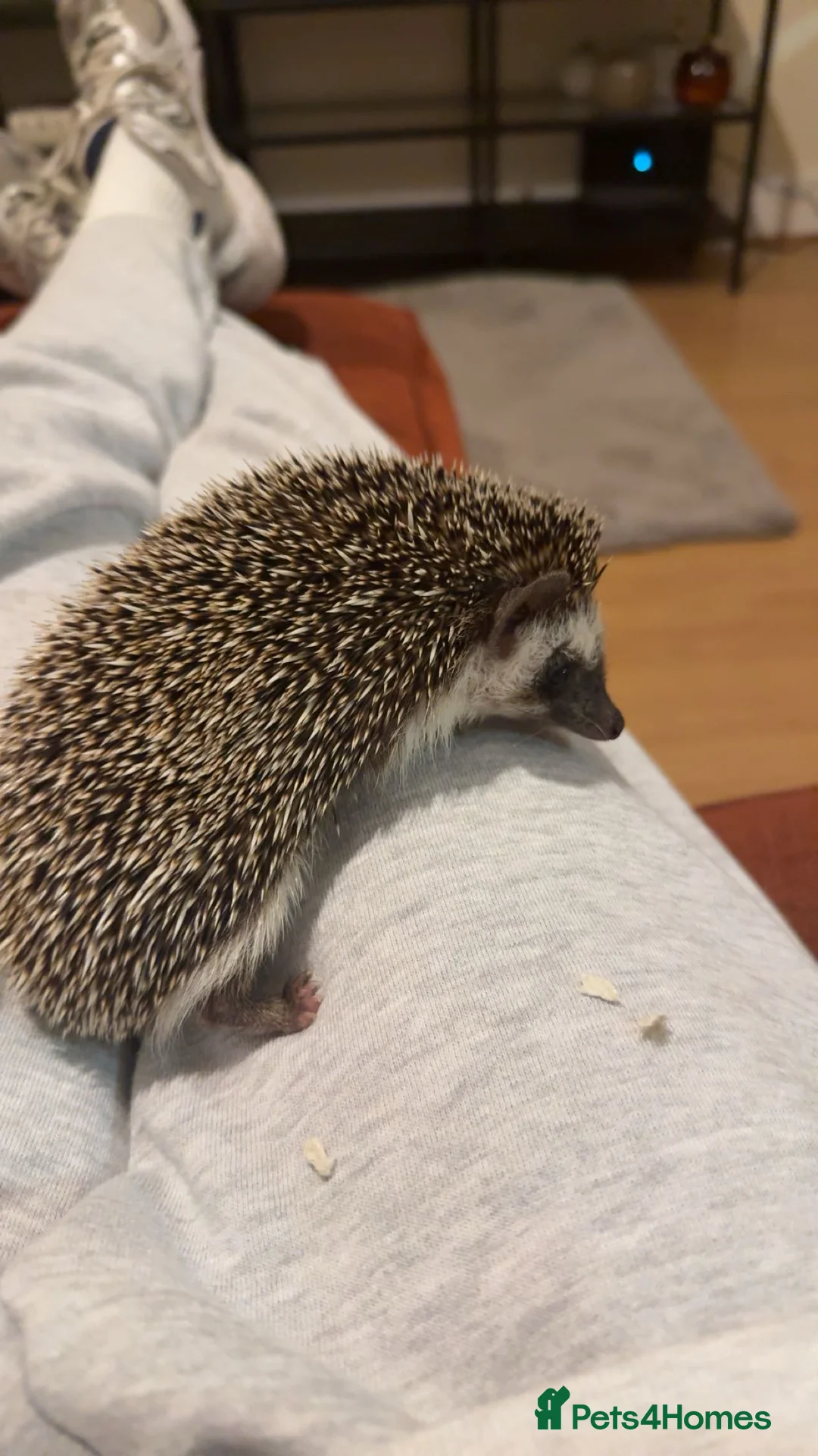 Pygmy Hedgehog rodents for sale: African Pygmy hedgehog  - Advert 2