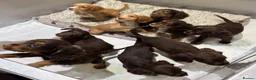 Cocker Spaniel dogs for sale: Beautiful kc working cocker spaniels  - Advert 10