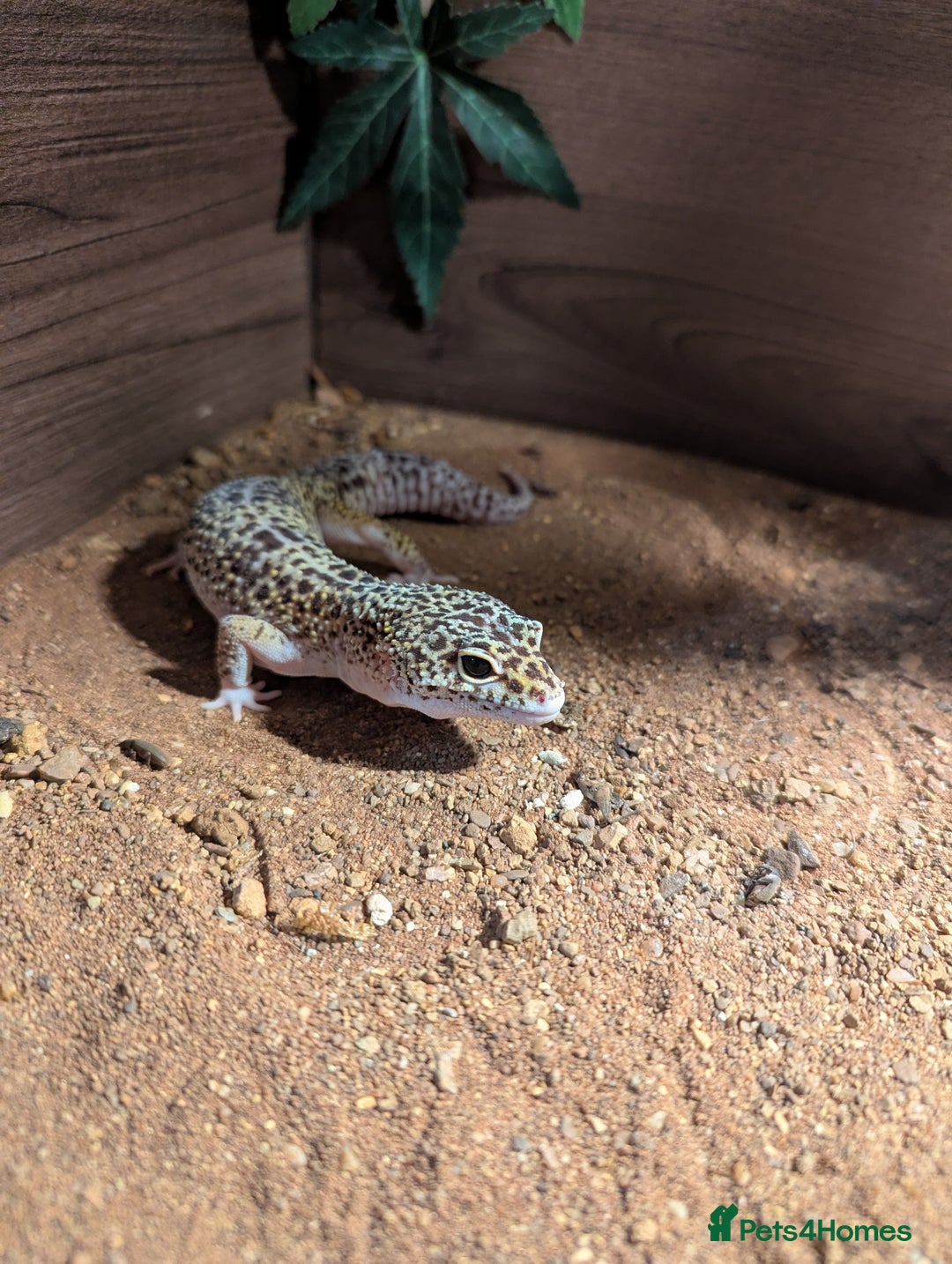 Gecko reptiles for sale: Gecko with full set up - Advert 3
