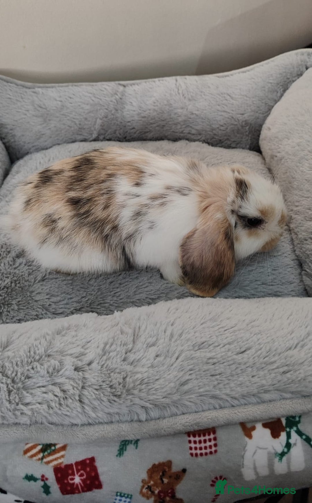 Mini Lop rabbits for sale: Beautiful mini lops - Advert 3