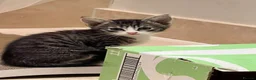 Mixed Breed cats for adoption: Rescue silver tabby kitten, Cricket needs a home  - Advert 3