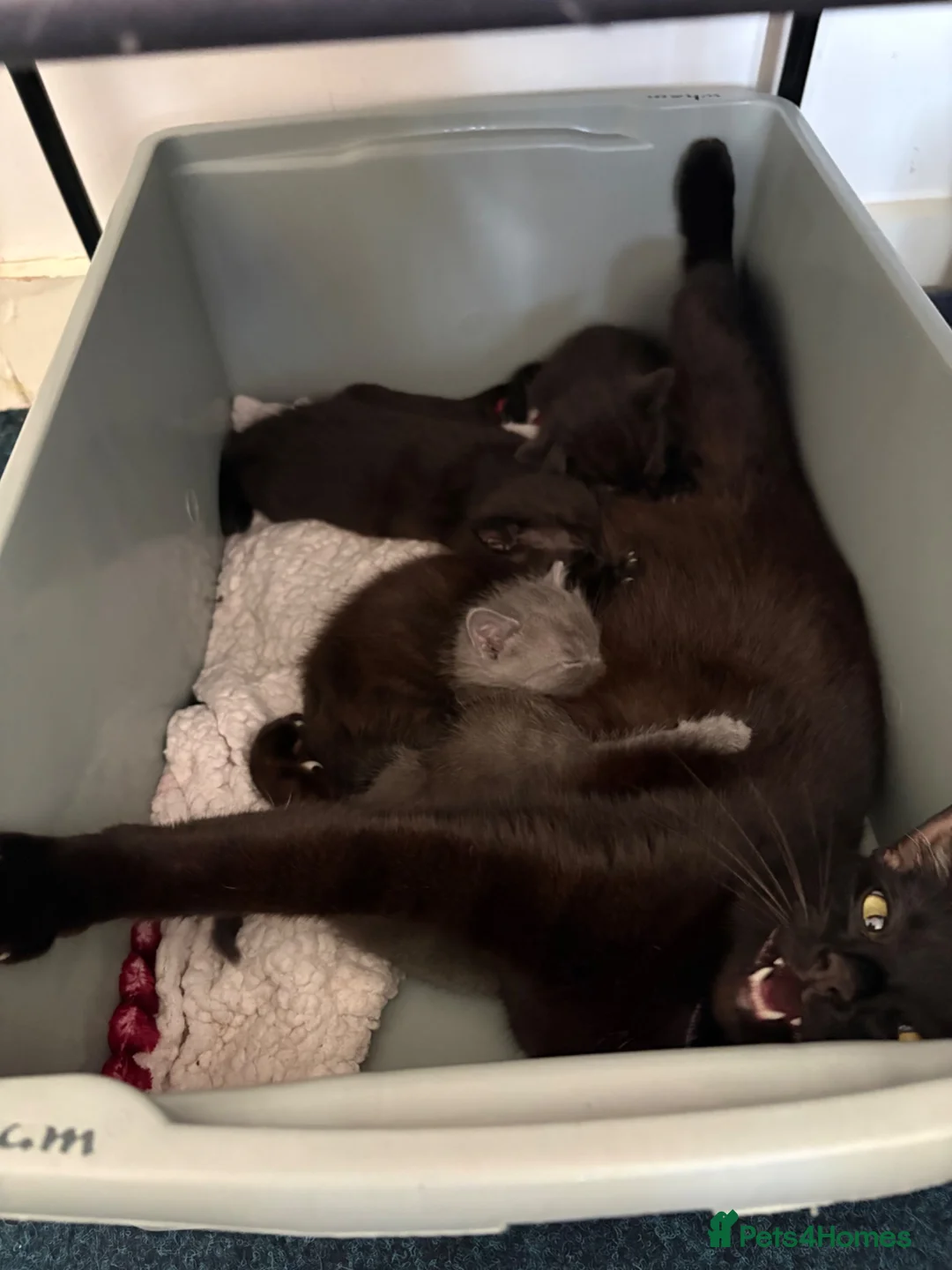 British Shorthair cats for sale:  4 Beautiful Kittens for sale 1 grey 3 Black  - Advert 2