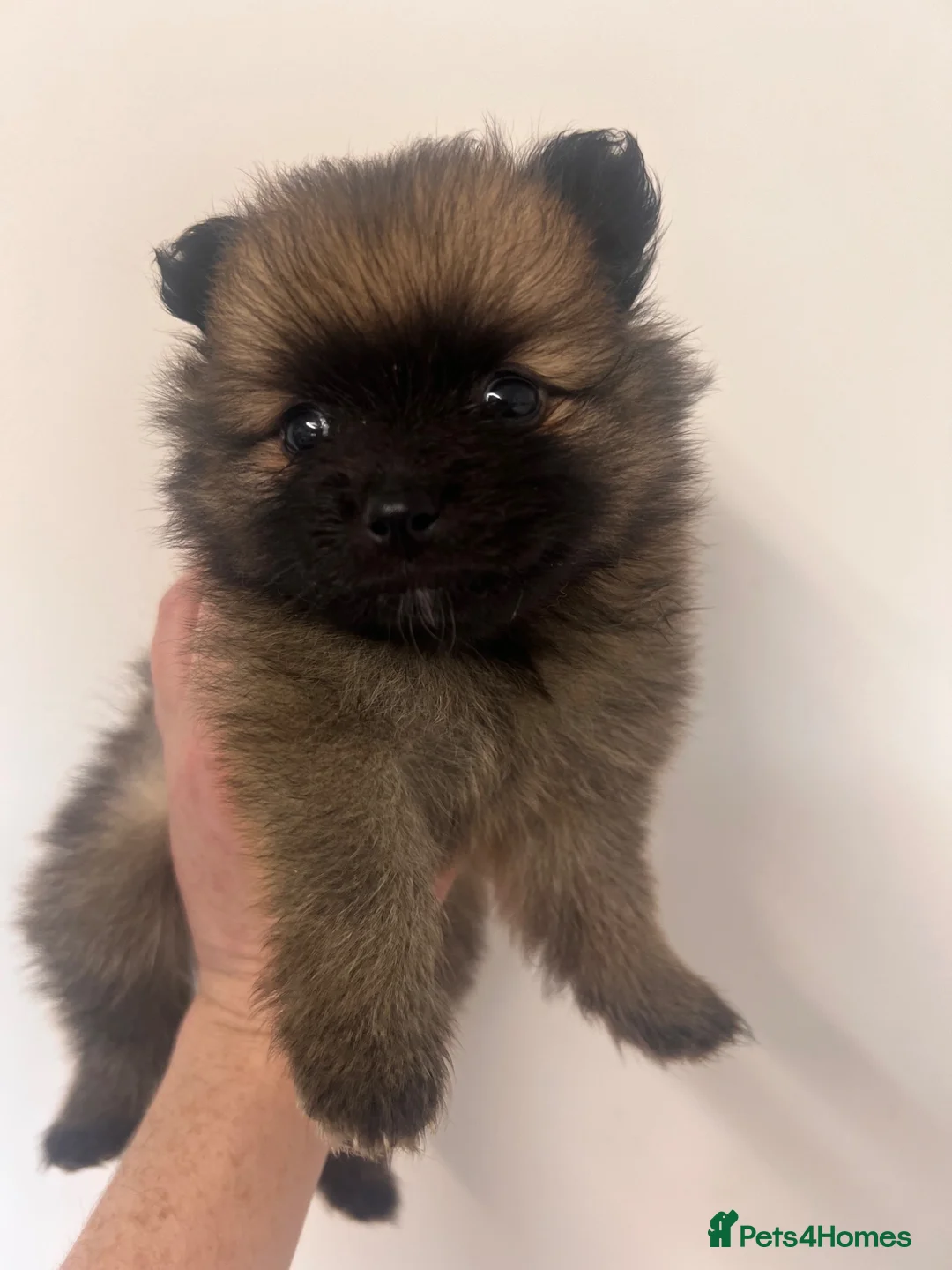 Pomeranian dogs for sale: Pomeranian Puppies  - Advert 2