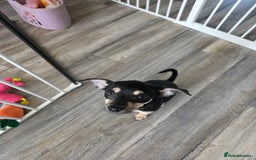 Mixed Breed dogs for sale: Chihuahua cross pomeranian girls to rehome - Image 3