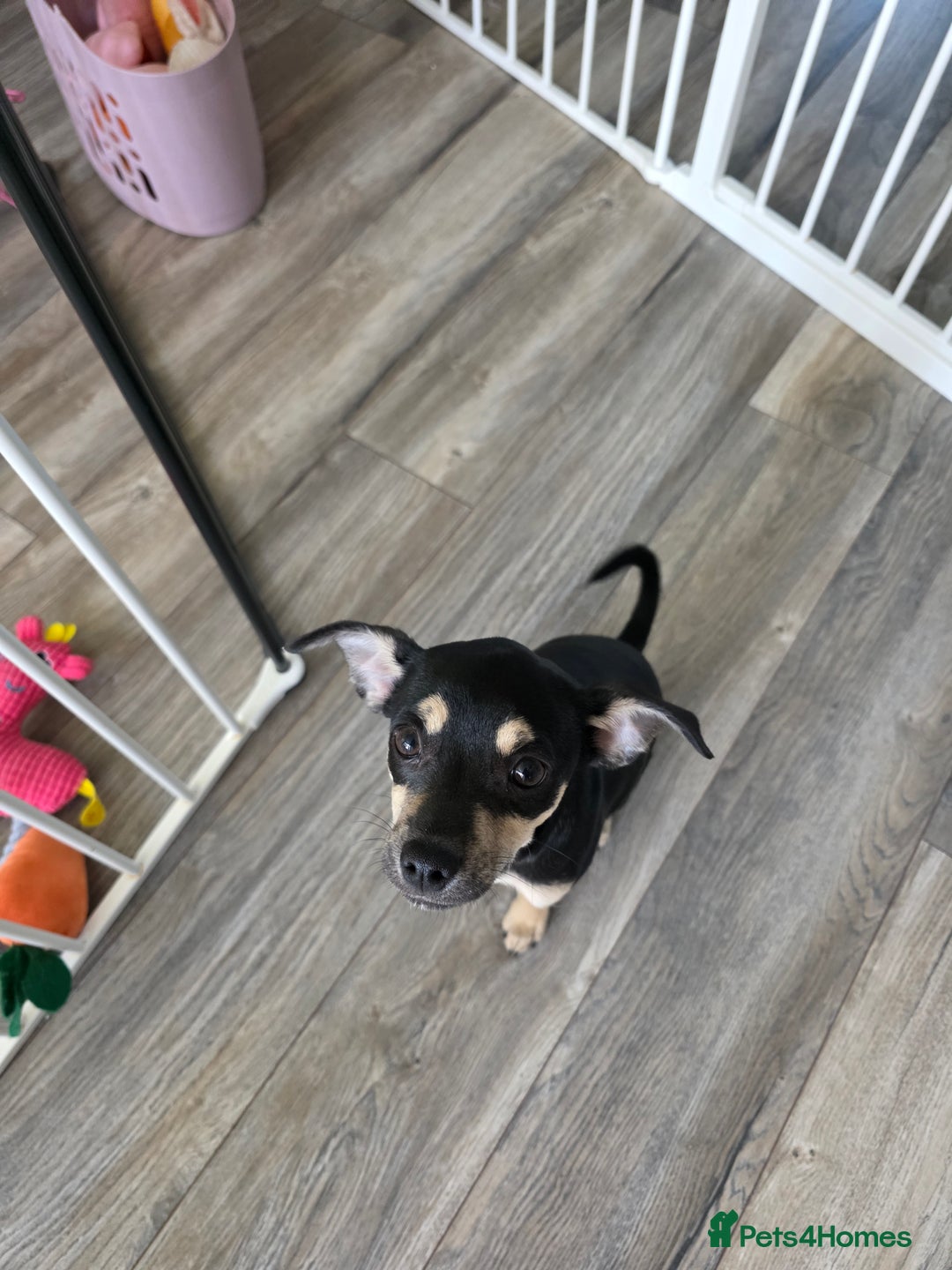 Mixed Breed dogs for sale: Chihuahua cross pomeranian girls to rehome - Image 3
