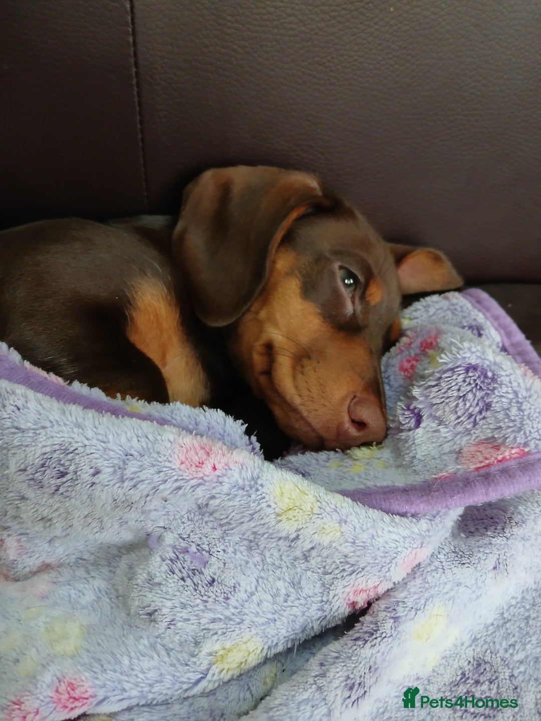 Miniature Dachshund dogs for sale: Female Minature Dachshund - Advert 6