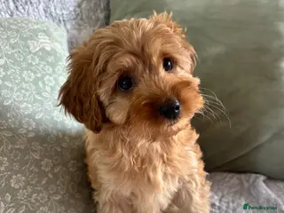Cavapoo dogs 1 GIRL LEFT Red F1b cavapoos health tested parents - Advert 6