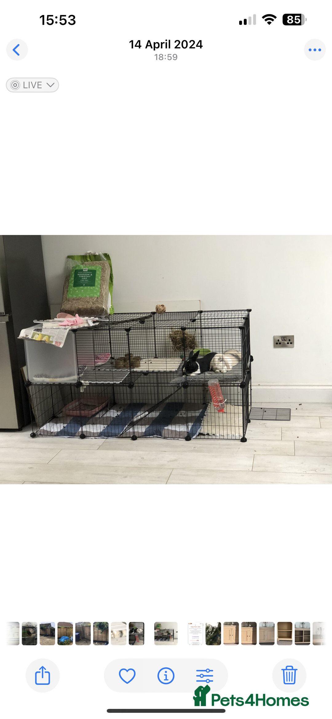 Cashmere Lop rabbits for sale: 2 Adorable rabbits best of friends - Image 4