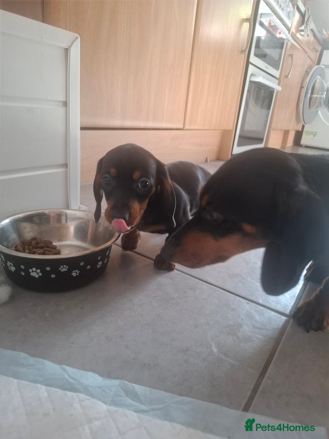 Miniature Dachshund dogs for sale: Miniature Dachshunds - Image 12