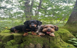 Dachshund dogs for sale: Dachshund  - Image 11