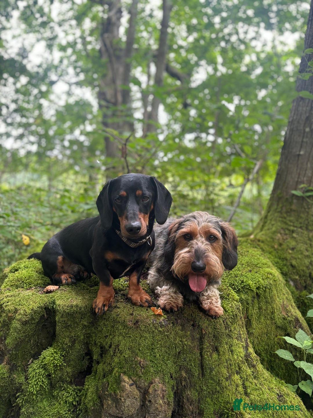 Dachshund dogs for sale: Dachshund  - Image 11