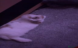 Mixed Breed rabbits for sale: Mixed breed rabbit - Image 2