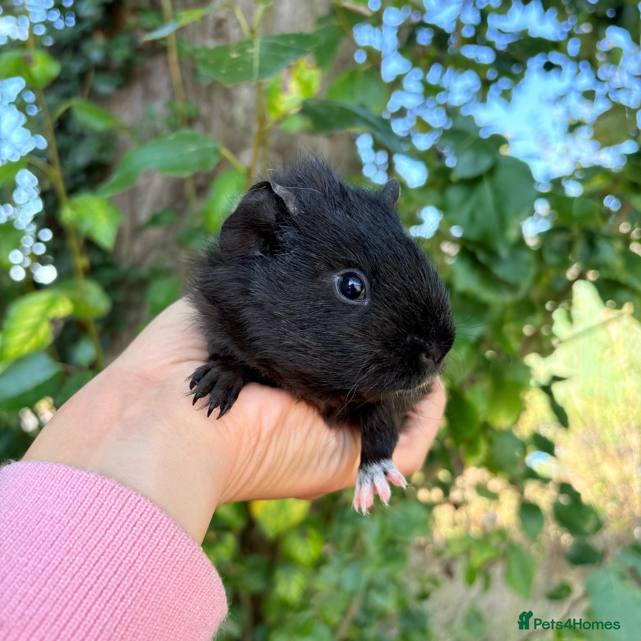 Guinea Pig rodents Baby boy piggy’s for sale  - Advert 2