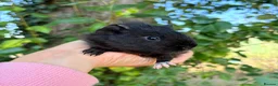 Guinea Pig rodents for sale: Baby boy piggy’s for sale  - Advert 2