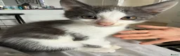Mixed Breed cats for sale: Kittens for sale  - Advert 3