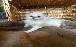 Ragdoll cats for sale: Lovely little Ragdoll bundle of joy  - Image 2