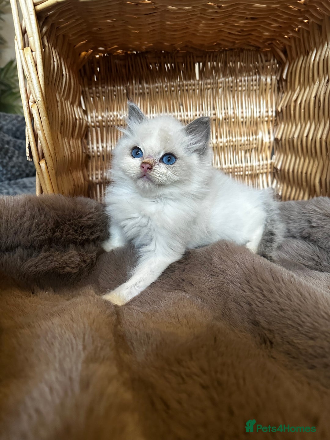 Ragdoll cats for sale: Lovely little Ragdoll bundle of joy  - Image 2