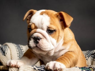 English Bulldog dogs Beautiful standard colour British Bulldog’s - Advert 15