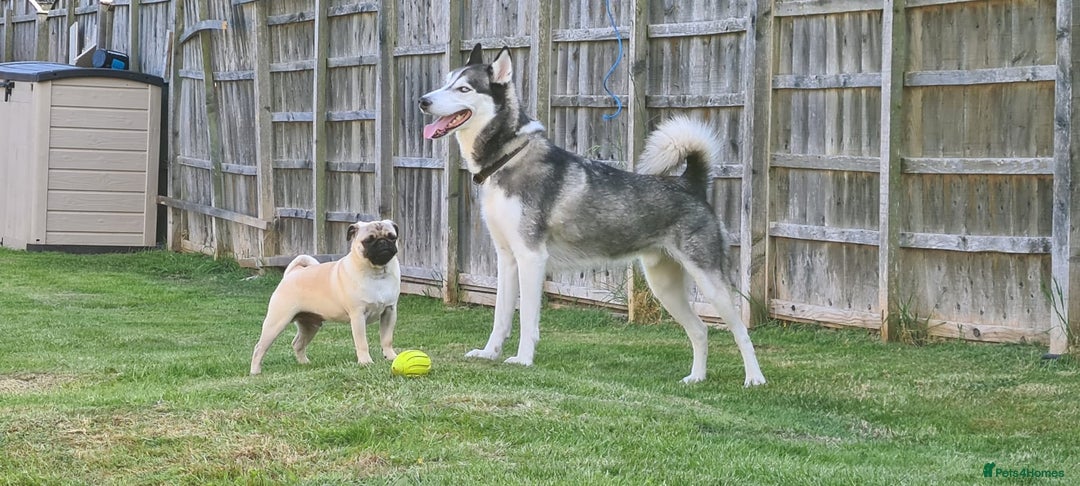 Siberian Husky dogs for sale: Rehoming my beloved Husky - Image 1