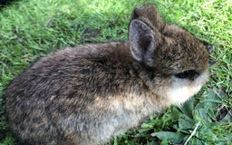 Netherland Dwarf rabbits for sale: 5 netherland dwarf bunnies - Image 4