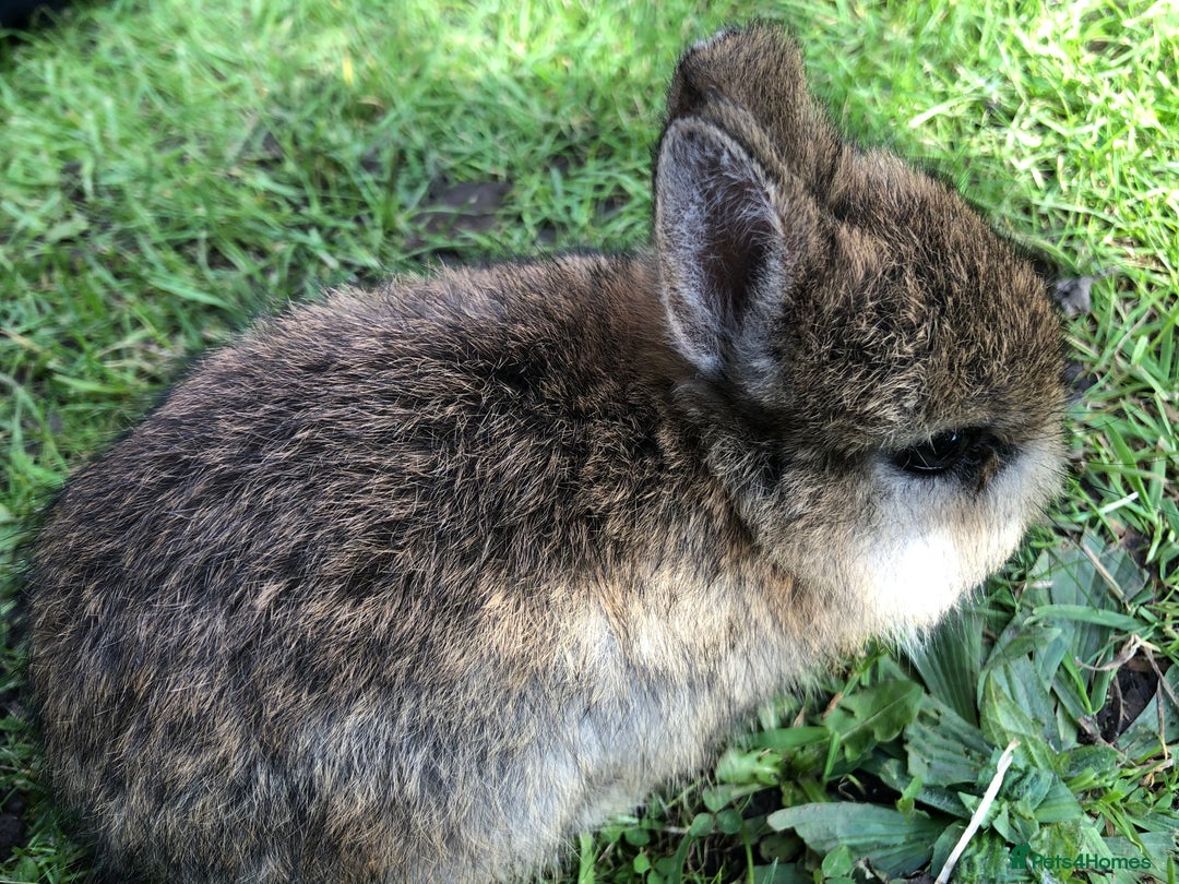 Netherland Dwarf rabbits for sale: 5 netherland dwarf bunnies - Image 4
