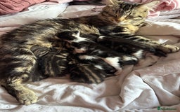 British Longhair cats for sale: Beautiful kittens  - Image 8