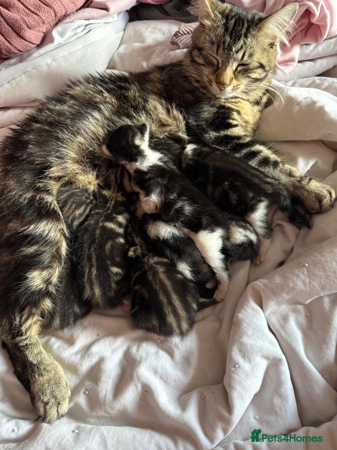 British Longhair cats for sale: Beautiful kittens  - Image 8