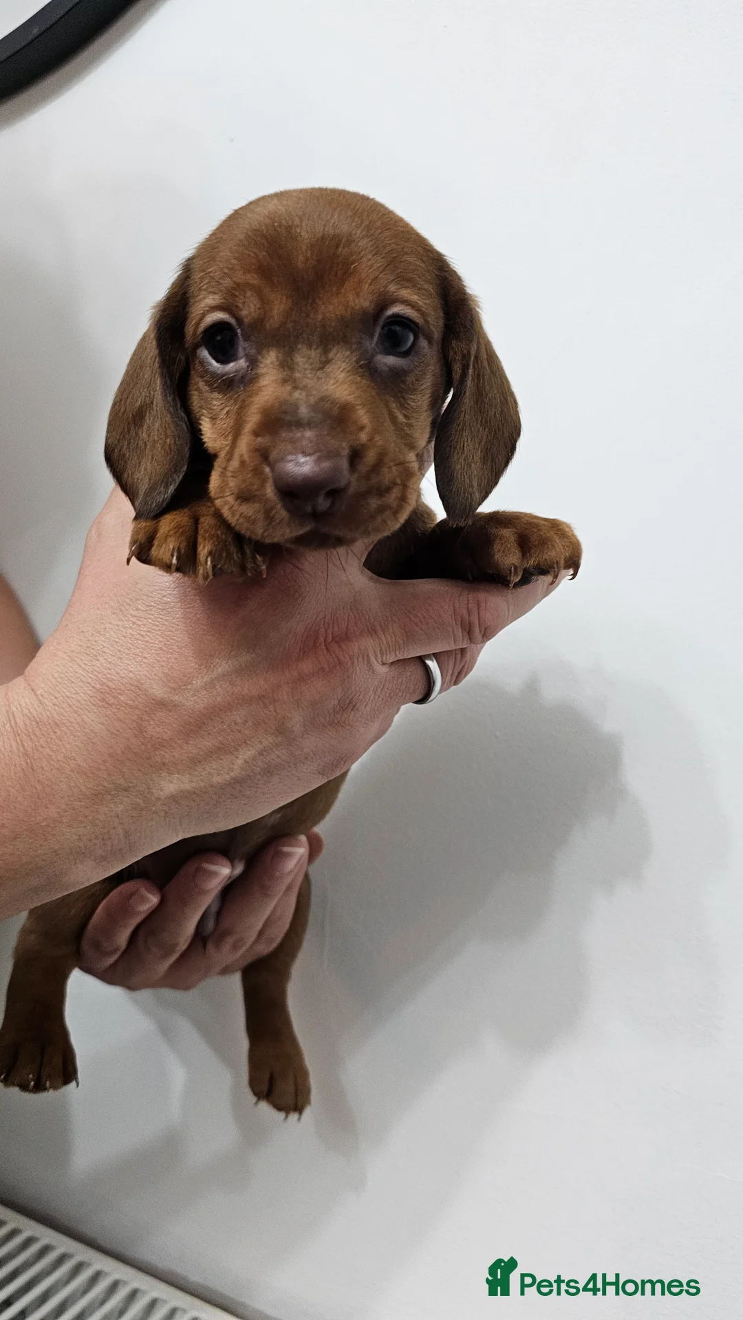 Dachshund dogs for sale: Ready Now ! KC Standard Dachshund puppies!  - Advert 28