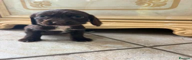 Cocker Spaniel 8