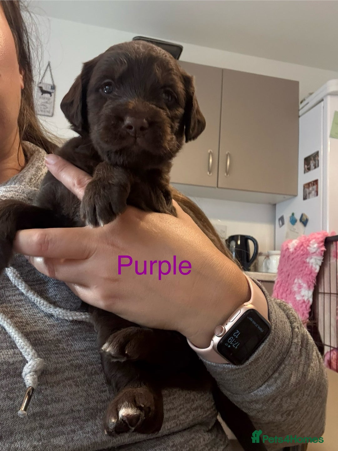 Labradoodle dogs for sale: Stunning Labradoodle Puppies  - Advert 9